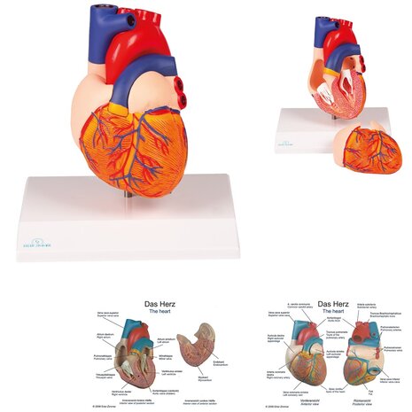 Anatomie model hart, 2-delig, 14x8x8 cm