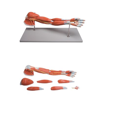 Anatomie model spieren arm en schouder, 7-delig