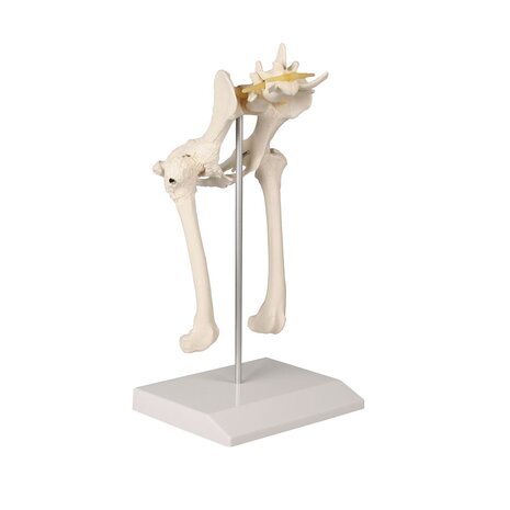 Anatomie model heup en bekken hond, 18x14x28 cm