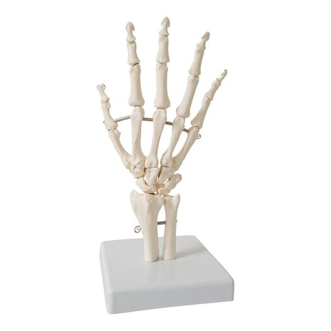 Anatomie model hand en pols