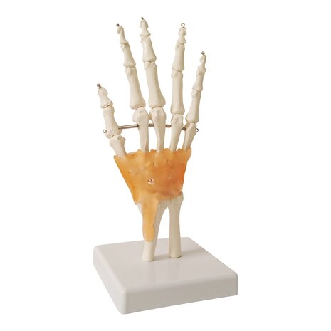 Anatomie model hand en pols