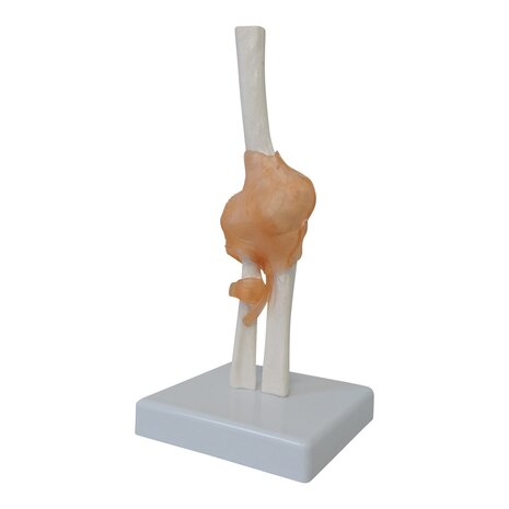 Anatomie model ellebooggewricht