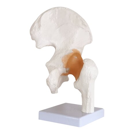 Anatomie model heupgewricht