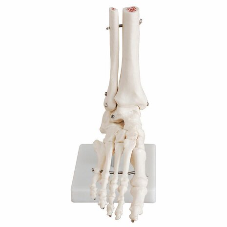 Anatomie model voetskelet met scheen- en kuitbeen