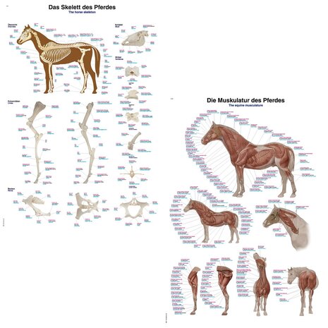 Anatomie posters skelet en spieren paard (papier, 50x70 cm) + ophangsysteem