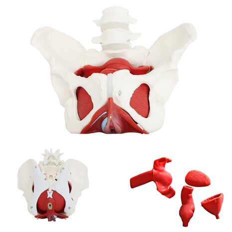 Anatomie model bekken, bekkenbodemspieren en organen, vrouw, 25x25x15 cm