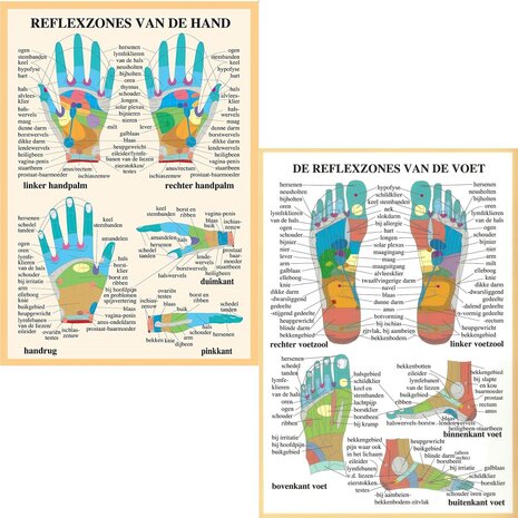 Anatomie posters hand- en voetreflexologie (Nederlands, gelamineerd, A2)