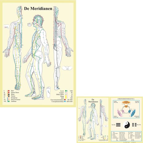 Anatomie poster meridianen (Nederlands, gelamineerd, A2 + A4) + ophangsysteem