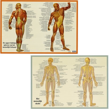 Anatomie poster spieren en skelet (Nederlands, gelamineerd, A2) 