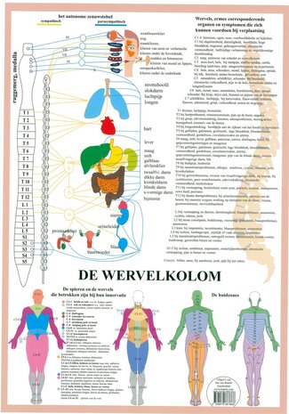 Anatomie poster vegetatief zenuwstelsel (Nederlands, gelamineerd, A2) + ophangsysteem