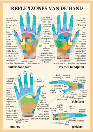 Anatomie poster handreflexologie (Nederlands, gelamineerd, A2)