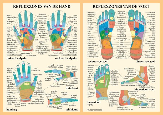 Anatomie poster hand- en voetreflexologie (Nederlands, gelamineerd, A2)