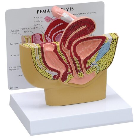 Anatomie model bekken vrouw, doorsnede