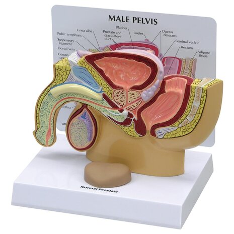 Anatomie model bekken man, doorsnede