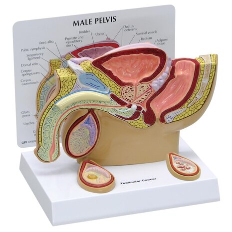 Anatomie model bekken man met testikels, doorsnede