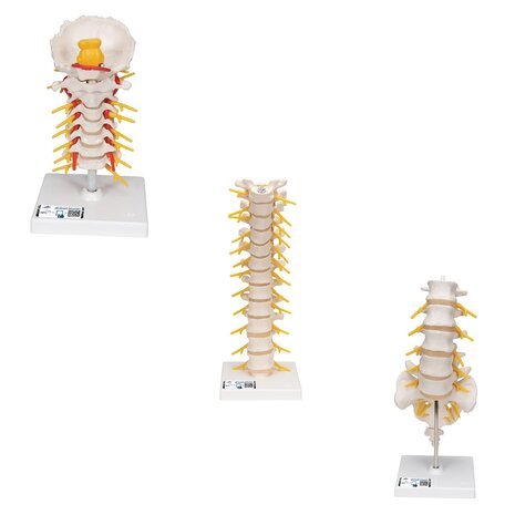 Anatomie model wervelkolom, 3 stuks