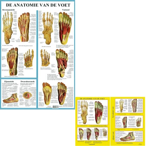 Anatomie poster voetskelet en voetspieren (Nederlands, gelamineerd, A2 + A4) + ophangsysteem