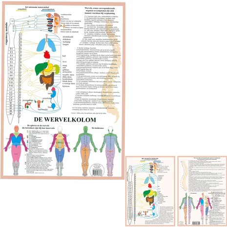 Anatomie poster vegetatief zenuwstelsel (Nederlands, gelamineerd, A2 + A4) + ophangsysteem