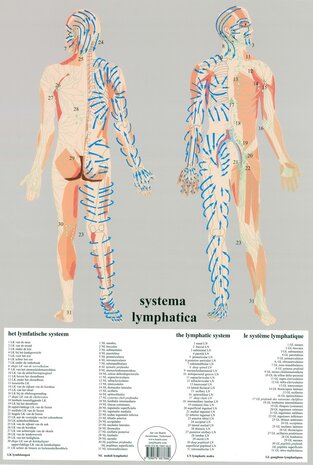 Anatomie poster lymfe (Nederlands, gelamineerd, A2) + ophangsysteem