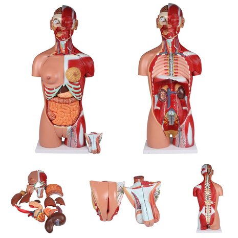 Anatomie model torso met organen, tweeslachtig, 28-delig, 88 cm