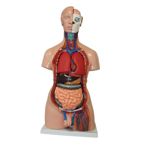 Anatomie model torso met organen, tweeslachtig, 40-delig, 85 cm