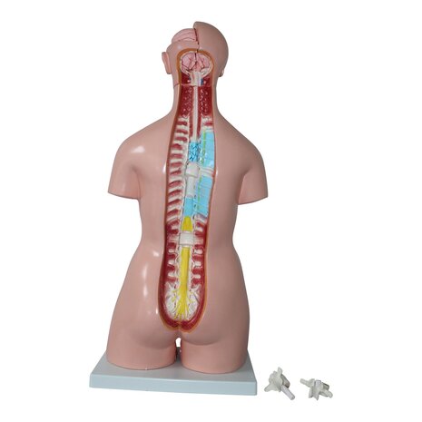 Anatomie model torso met organen, tweeslachtig, 40-delig, 85 cm