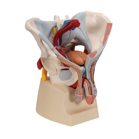 Anatomie model bekken man met organen, 7-delig