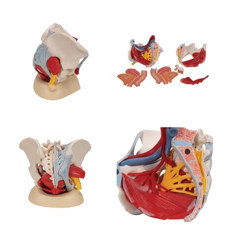 Anatomie model bekken vrouw met ligamenten, bloedvaten, zenuwen, spieren en organen, 6-delig