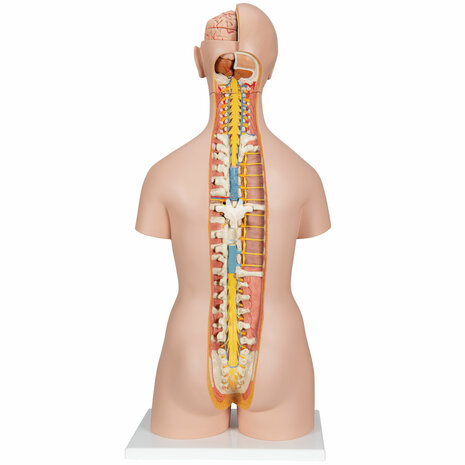 Anatomie model torso met organen, unisex, 18-delig, 87cm