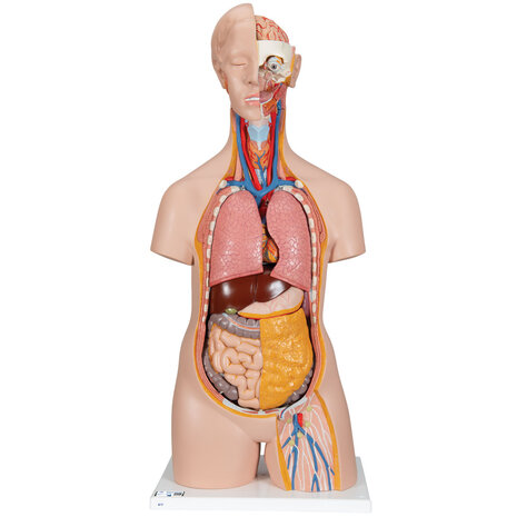 Anatomie model torso met organen, unisex, 18-delig, 87cm