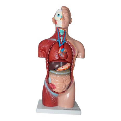 Anatomie model torso met organen, 18-delig, 42 cm