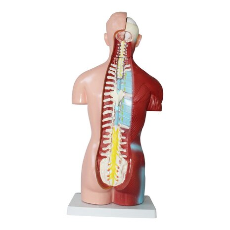 Anatomie model torso met organen, 18-delig, 42 cm