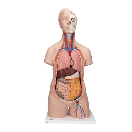 Anatomie model torso met organen, unisex, 12-delig, 87cm