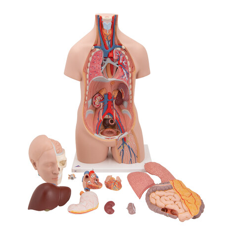 Anatomie model torso met organen, unisex, 12-delig, 87cm