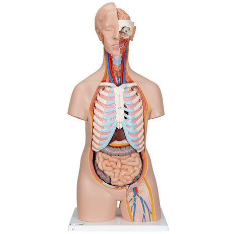 Anatomie model torso met organen, unisex, 16-delig, 87cm