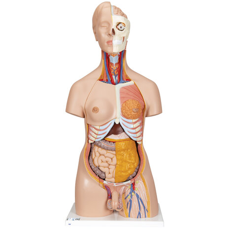 Anatomie model torso met organen, tweeslachtig, 20-delig, 87 cm