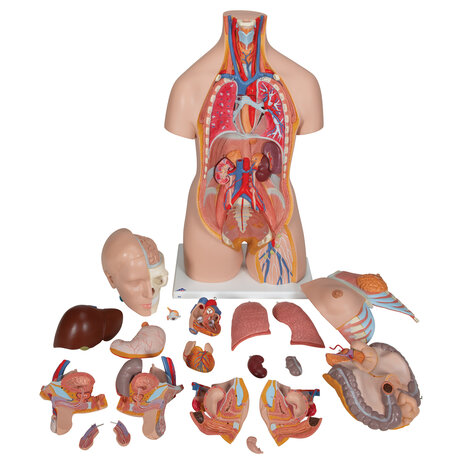 Anatomie model torso met organen, tweeslachtig, 20-delig, 87 cm