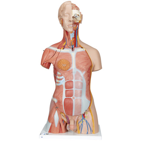 Anatomie model torso met organen, tweeslachtig, 31-delig, 87 cm