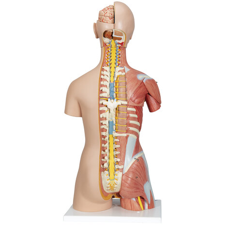 Anatomie model torso met organen, tweeslachtig, 31-delig, 87 cm