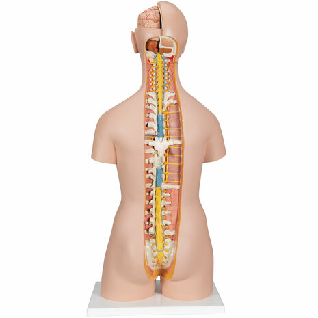 Anatomie model torso met organen, unisex, met open rug, 21-delig, 87 cm