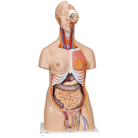 Anatomie model torso met organen, tweeslachtig, 24-delig, 87 cm