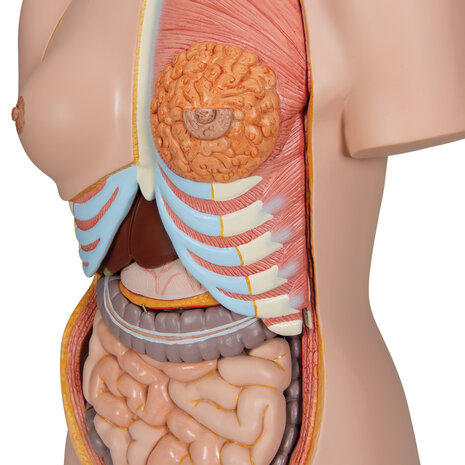 Anatomie model torso met organen, tweeslachtig, 24-delig, 87 cm