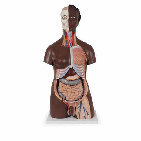 Anatomie model torso met organen, donkere huidskleur, tweeslachtig, 24-delig, 87 cm