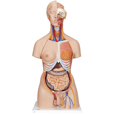 Anatomie model torso met organen, tweeslachtig, met open rug, 28-delig, 87 cm