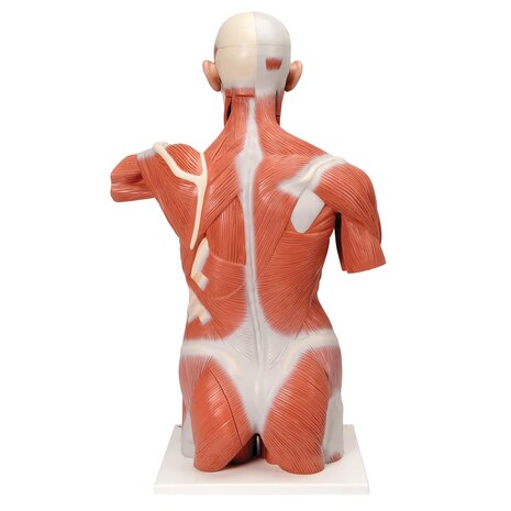 Anatomie model torso met organen en spieren deluxe, unisex, 27-delig, 95 cm