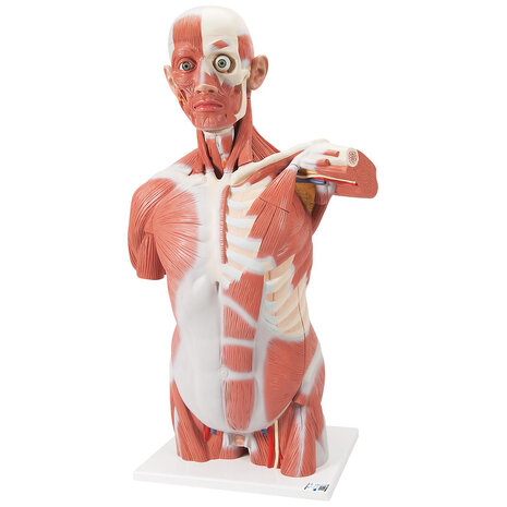 Anatomie model torso met organen en spieren deluxe, unisex, 27-delig, 95 cm