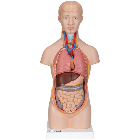 Anatomie model torso met organen, unisex, 12-delig, 54 cm