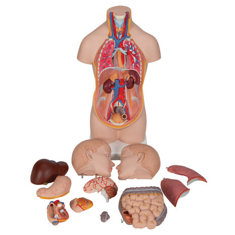 Anatomie model torso met organen, unisex, 12-delig, 54 cm