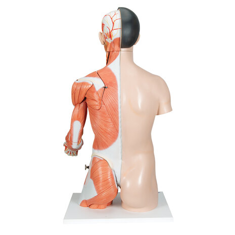 Anatomie model torso met organen deluxe, tweeslachtig, 33-delig, 90 cm