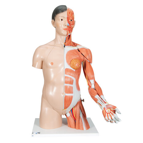 Anatomie model torso met organen deluxe, tweeslachtig, 33-delig, 90 cm